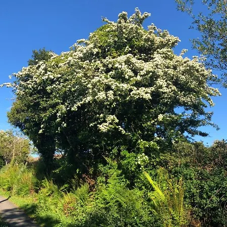 The Lookout 3* Drimoleague