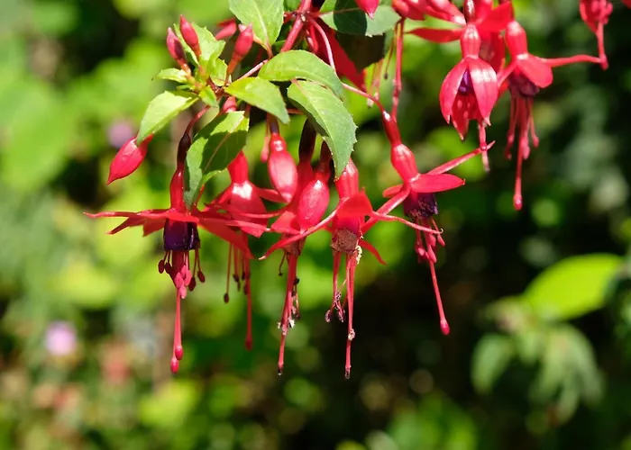 The Lookout 3* Drimoleague