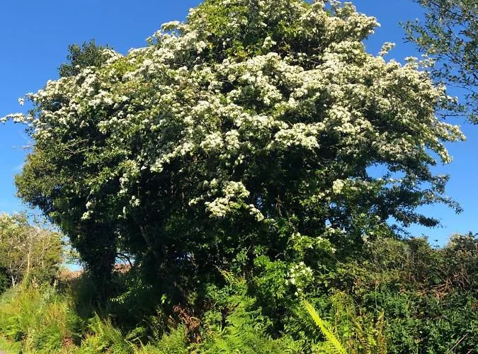 The Lookout 3* Drimoleague