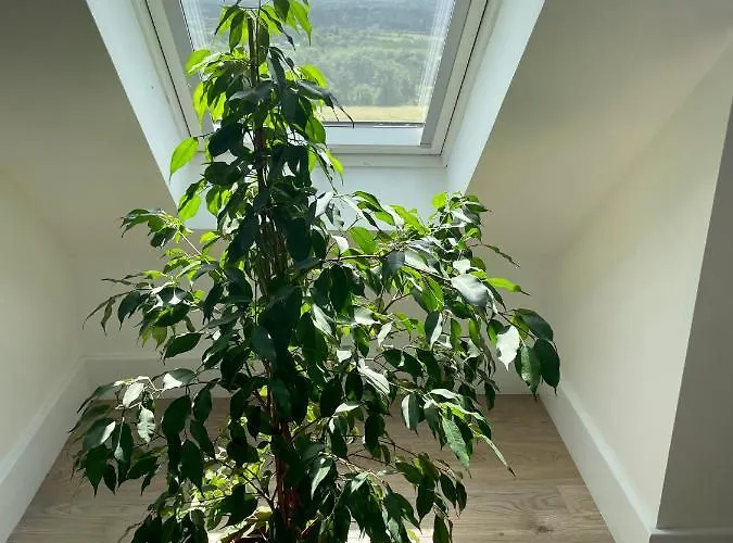 The Lookout Drimoleague